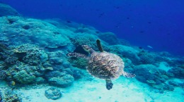 Liburan ke Ambon, Maluku - Paket liburan ke Pulau Ambon