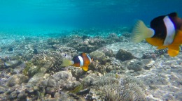 Liburan ke Ambon, Maluku - Paket liburan ke Pulau Ambon