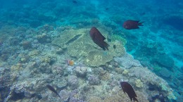 Liburan ke Pantai Lubang Buaya, Ambon, Maluku - Paket liburan ke Pantai Lubang Buaya, Ambon, Maluku
