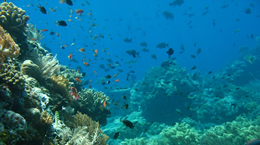 Liburan ke Banda, Maluku - Paket liburan ke Banda, Maluku