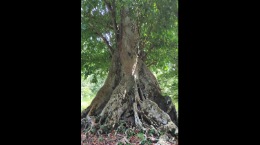 trip to Banda, Maluku - vacation package to Banda, Maluku